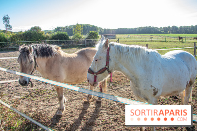 La Prairie The Oasis House chevaux