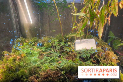 Automne Tropical 2023