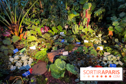 Automne Tropical 2023