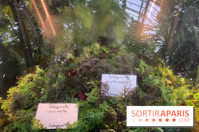 Automne Tropical 2023