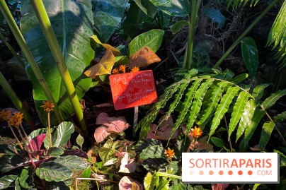 Automne Tropical 2023