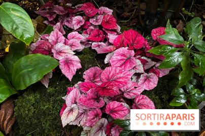 Automne Tropical 2023