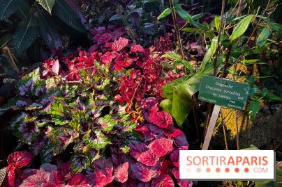 Automne Tropical 2023