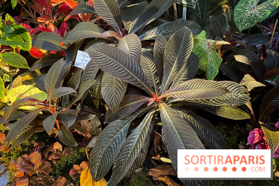 Automne Tropical 2023