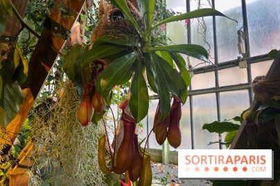 Automne Tropical 2023