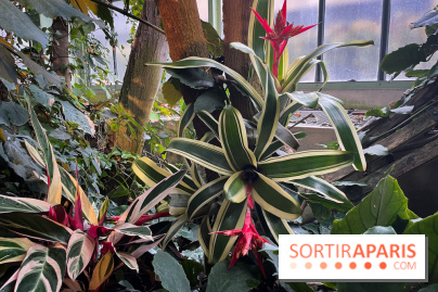 Automne Tropical 2023