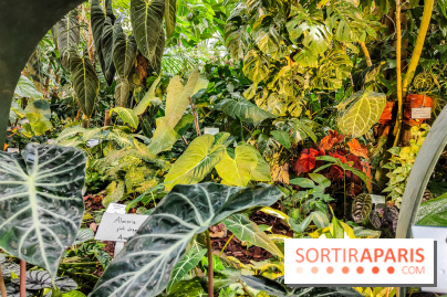 Automne Tropical 2023