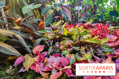 Automne Tropical 2023