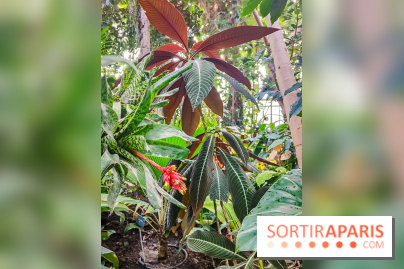 Automne Tropical 2023