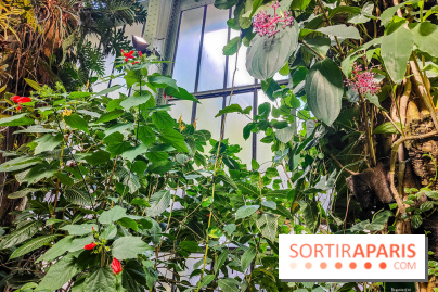 Automne Tropical 2023