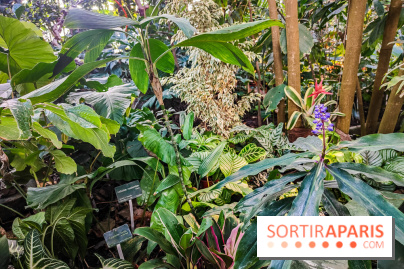 Automne Tropical 2023