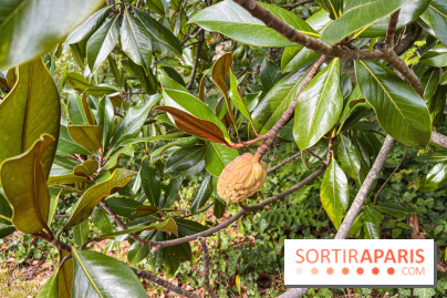 Le parc de l'Île Verte à Chatenay-Malabry - nos photos - image00558