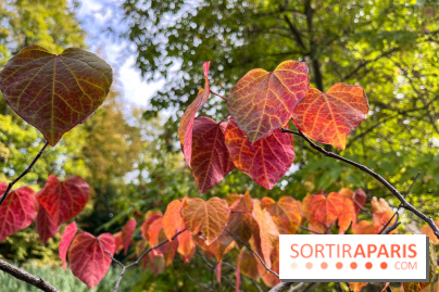 Le parc de l'Île Verte à Chatenay-Malabry - nos photos - image00547