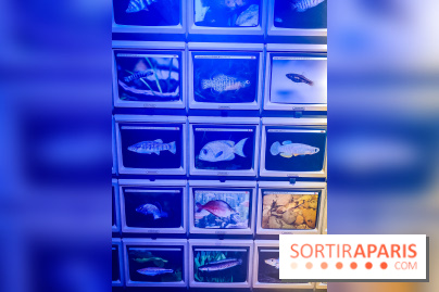 Enquête à Madagascar : nos photos de l'exposition immersive ultra ludique de l'Aquarium tropical - IMG20231113102359