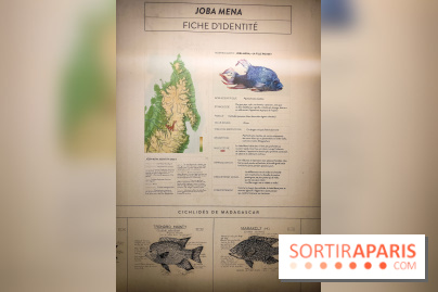 Enquête à Madagascar : nos photos de l'exposition immersive ultra ludique de l'Aquarium tropical - IMG20231113103823