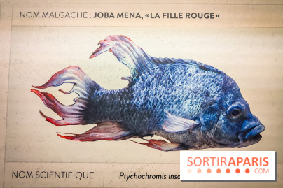 Enquête à Madagascar : nos photos de l'exposition immersive ultra ludique de l'Aquarium tropical - IMG20231113103834