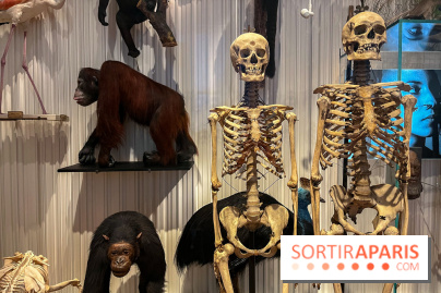 Le musée de l'Homme - collections permanentes