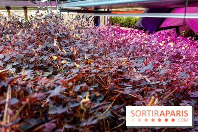 La Caverne, ferme urbaine bio à Paris, nos photos - 20240122 143900