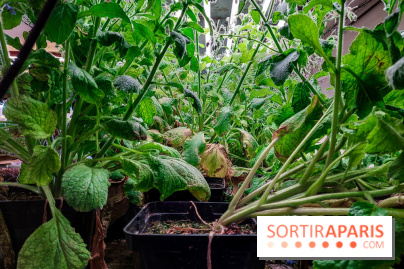 La Caverne, ferme urbaine bio à Paris, nos photos - 20240122 143913