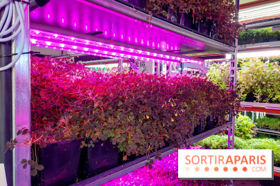 La Caverne, ferme urbaine bio à Paris, nos photos - 20240122 144115