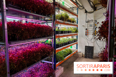 La Caverne, ferme urbaine bio à Paris, nos photos - 20240122 144136