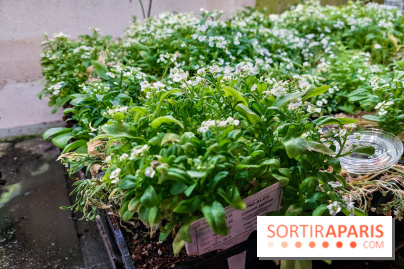 La Caverne, ferme urbaine bio à Paris, nos photos - 20240122 144904