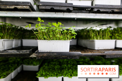 La Caverne, ferme urbaine bio à Paris, nos photos - IMG 2185