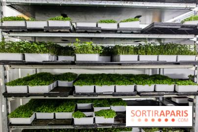 La Caverne, ferme urbaine bio à Paris, nos photos - IMG 2186