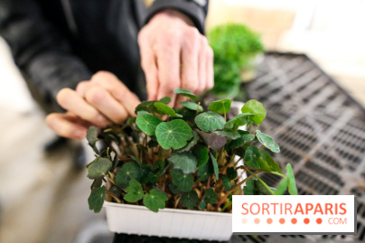 La Caverne, ferme urbaine bio à Paris, nos photos - IMG 2192