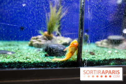 La Caverne, ferme urbaine bio à Paris, nos photos - IMG 2209