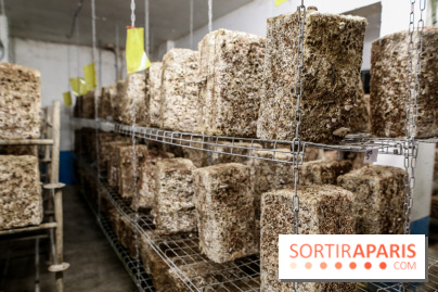 La Caverne, ferme urbaine bio à Paris, nos photos - IMG 2216