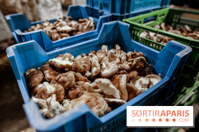 La Caverne, ferme urbaine bio à Paris, nos photos - IMG 2221