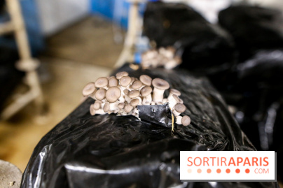 La Caverne, ferme urbaine bio à Paris, nos photos - IMG 2226