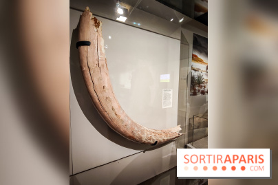 Dans la Seine : une expo de la Crypte archéologique dévoile les objets retrouvés dans la Seine  - IMG20240130094847