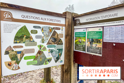 Le sentier de l'érosion à Fontainebleau - balade en forêt