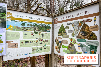 Le sentier de l'érosion à Fontainebleau - balade en forêt