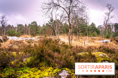 Le sentier de l'érosion à Fontainebleau - balade en forêt -  A7C4649
