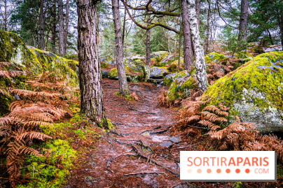 Le sentier de l'érosion à Fontainebleau - balade en forêt