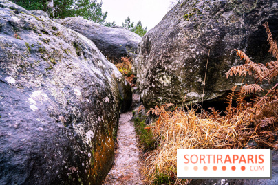 Le sentier de l'érosion à Fontainebleau - balade en forêt -  A7C4642