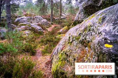 Le sentier de l'érosion à Fontainebleau - balade en forêt -  A7C4632