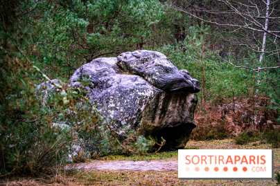 Le sentier de l'érosion à Fontainebleau - balade en forêt -  A7C4628