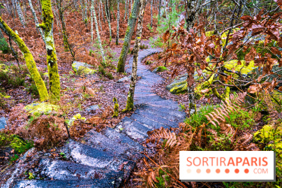 Le sentier de l'érosion à Fontainebleau - balade en forêt