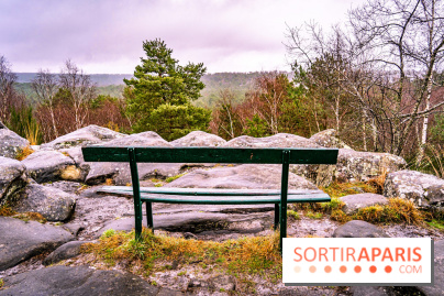 Le sentier de l'érosion à Fontainebleau - balade en forêt -  A7C4566