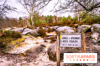 Le sentier de l'érosion à Fontainebleau - balade en forêt -  A7C4561