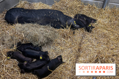 Salon de l'agriculture 2024