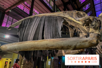 Grande Galerie de l'évolution- visuels 2024 - image00119