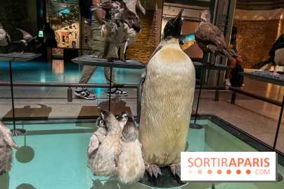 Grande Galerie de l'évolution- visuels 2024 - image00099