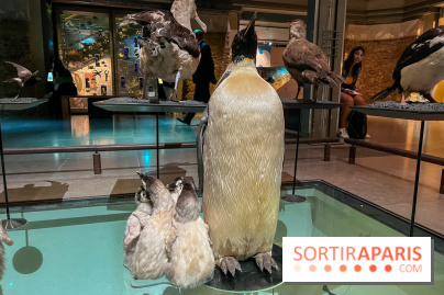 Grande Galerie de l'évolution- visuels 2024 - image00095