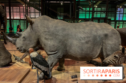 Grande Galerie de l'évolution- visuels 2024 - image00071