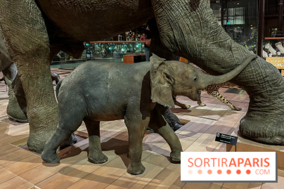 Grande Galerie de l'évolution- visuels 2024 - image00059